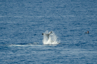 Whales