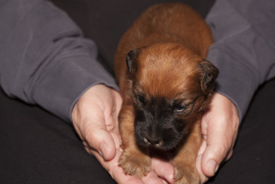puppies_-_april_15