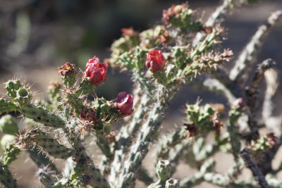 Cholla in bloom