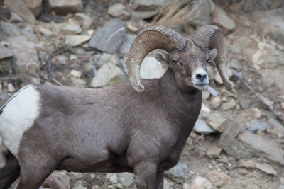 Big Horn Sheep
