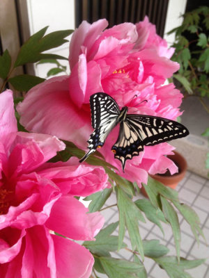 A Tree peony and a butterfly