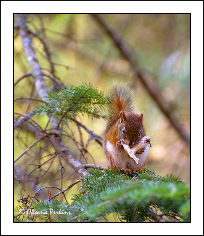 Squirrel-1.jpg