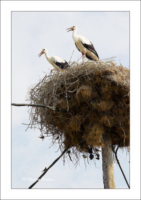 Storks-1.jpg