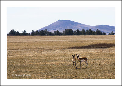 Pronghorn-1.jpg