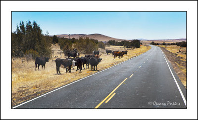 New-Mexico-road-2.jpg