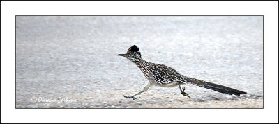 Road-Runner-1.jpg