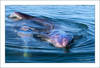 Ojo de Liebre whales
