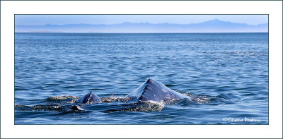 Whales-8.jpg