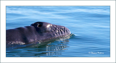 Whales-18.jpg