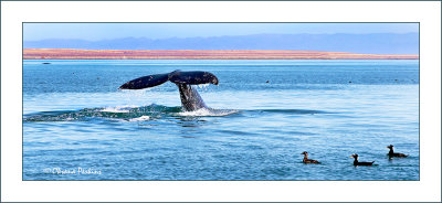 Whales-19.jpg