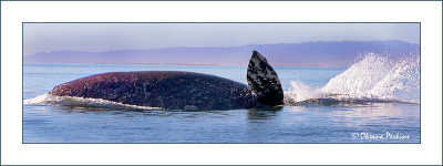 Whales-21.jpg