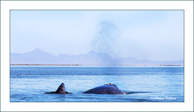 Ojo de Liebre whales