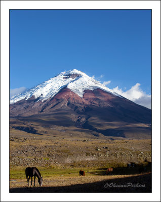 Volcano-horse-3.jpg