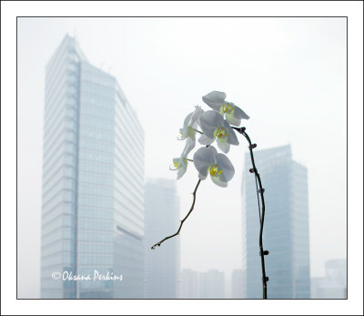 Orchid-Beijing.jpg