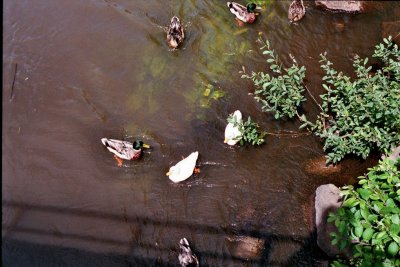 imm018_16A_r.jpg