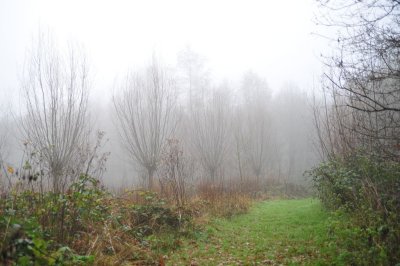 Mist