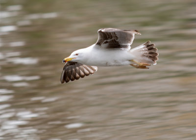 Seagull in flight 3