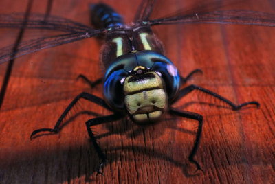 Dragon Fly
