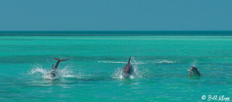 Bottlenose Dolphins, Jewfish Basin  5