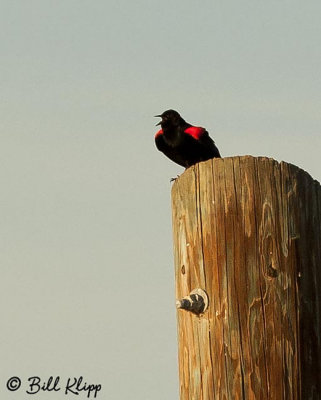 Red Winged Black Bird  2