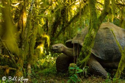 Giant Galapagos Tortoise,  Santa Cruz Island  2  