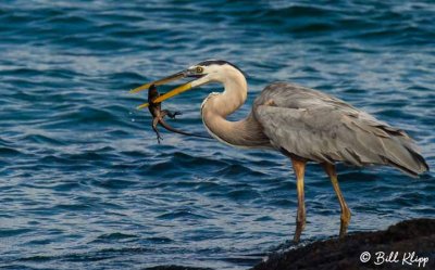 Great Blue Heron with baby Iguana, Fernandina Island  1