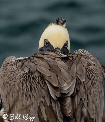 Brown Pelican, North Seymour Island