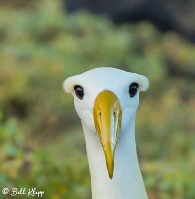 Waved Albatross,  Isla Espanola  1