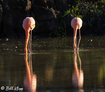 Flamingos, Santa Cruz Island  1