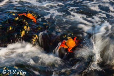 Sally Lightfoot Crabs, Santiago 1