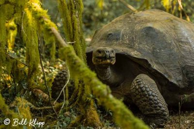 Giant Galapagos Tortoise,  Santa Cruz Island  1