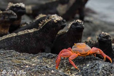 Marine Igunas, Fernandina Island  1