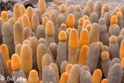 Lava Cactus, Fernandina Island