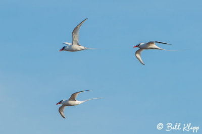 Red Billed Tropic Birds, Genovesa Island  1