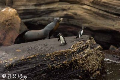 Galapagos Penguins and Sea Lion, Isabela Island  1