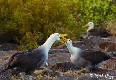Waved Albatross courting,  Isla Espanola  2