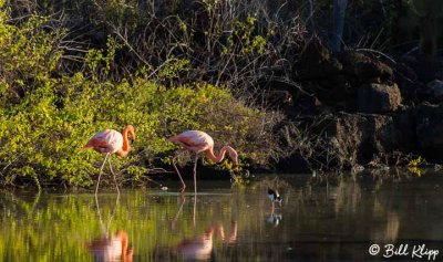 Flamingos, Santa Cruz Island  2