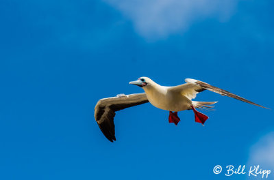 Red-Footed Booby, Genovesa 1