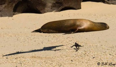 baby Marine Iguana fleeing from Frigate Bird, Genovesa Island 