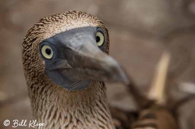 Blue-Footed Booby, Puerto Ayora