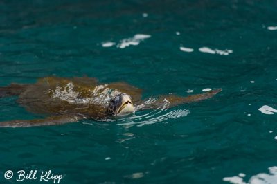 Green Sea Turtle, 