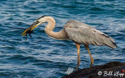 Great Blue Heron with baby Iguana, Fernandina Island  3