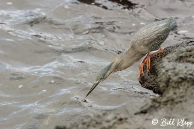 Striated (Lava) Heron,  Fernandina Island  2