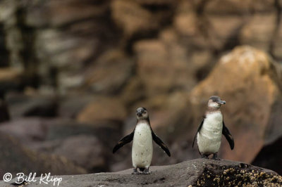 Galapagos Penguins, Isabella Island  1