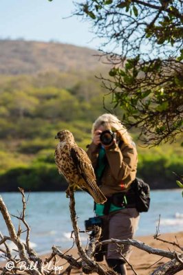 Galapagos Hawks, Santiago Island  2