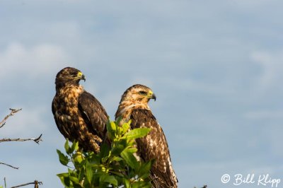 Galapagos Hawks, Santiago Island  1