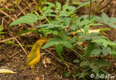 Yellow Warbler, Santa Cruz Island  2