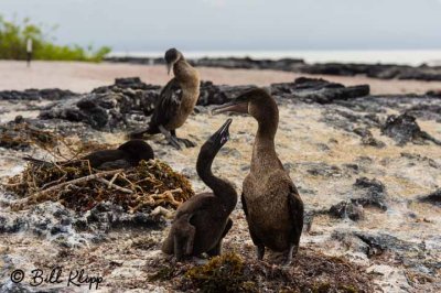 Flightless Cormorants, Fernandina Island  1