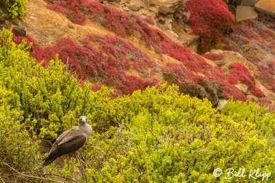Red-Footed Booby, San Cristobal Island  2