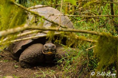 Giant Galapagos Tortoise,  Santa Cruz Island  3